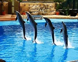 Swim tour with Dolphins in Sharm El Sheikh