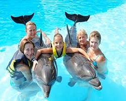 From Hurghada: Swimming with Dolphins in Hurghada