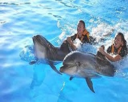 Swim tour with Dolphins in Sharm El Sheikh